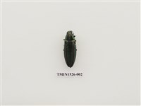 藏品(彩豔吉丁蟲)的圖片